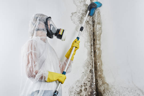 Best White Mold Remediation in Woodstock, GA