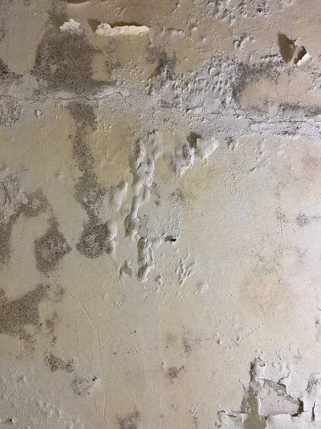 Trusted Woodstock, GA Mold Remediation Experts