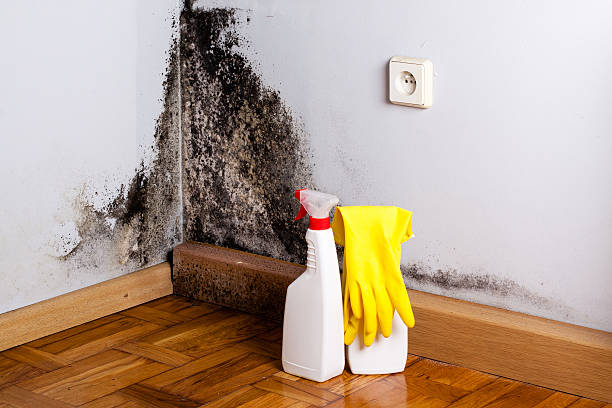 Best Attic Mold Remediation in Woodstock, GA